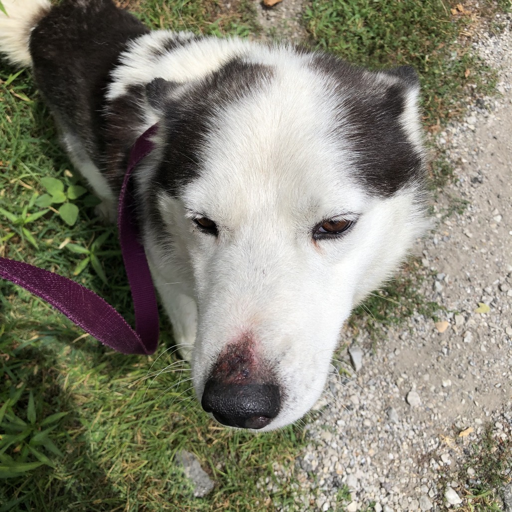 Shelter Stray Male Dog last seen , 1013 Garfield St, Oak Park, IL 60304, USA