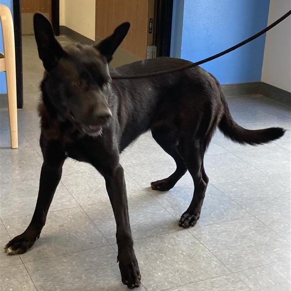Shelter Stray Unknown Dog last seen , 12910 Yukon Ave, Hawthorne, CA 90250, USA