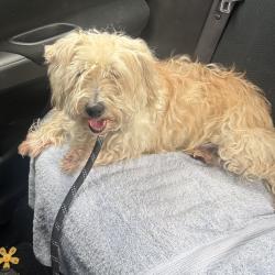 Shelter Stray Male Dog last seen , 980 Guilford College Rd, Greensboro, NC 27409, USA