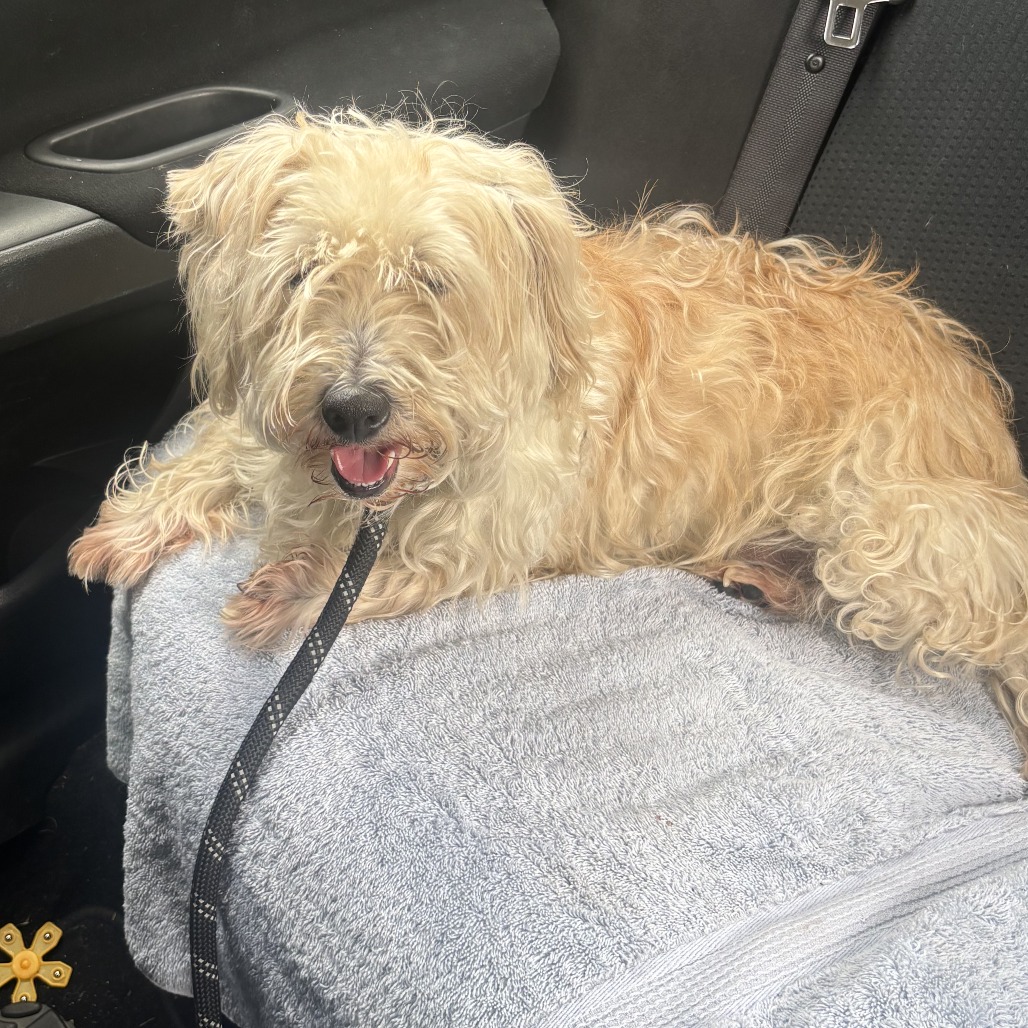 Shelter Stray Male Dog last seen , 980 Guilford College Rd, Greensboro, NC 27409, USA