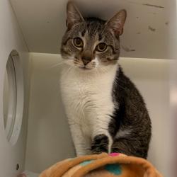 Shelter Stray Male Cat last seen , Animal Care & Control Team of Philly, 111 W Hunting Park Ave, Philadelphia, PA 19140, USA