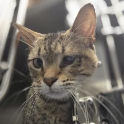Shelter Stray Female Cat last seen , Animal Care & Control Team of Philly, 111 W Hunting Park Ave, Philadelphia, PA 19140, USA