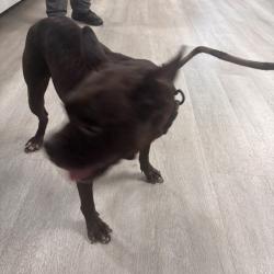 Shelter Stray Female Dog last seen , 1392 NW Shelter Gln, Lake City, FL 32055, USA