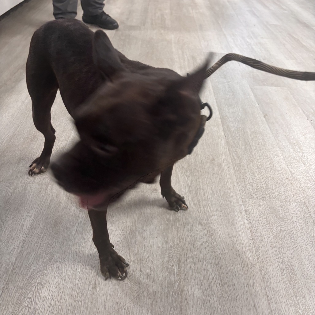 Shelter Stray Female Dog last seen , 1392 NW Shelter Gln, Lake City, FL 32055, USA