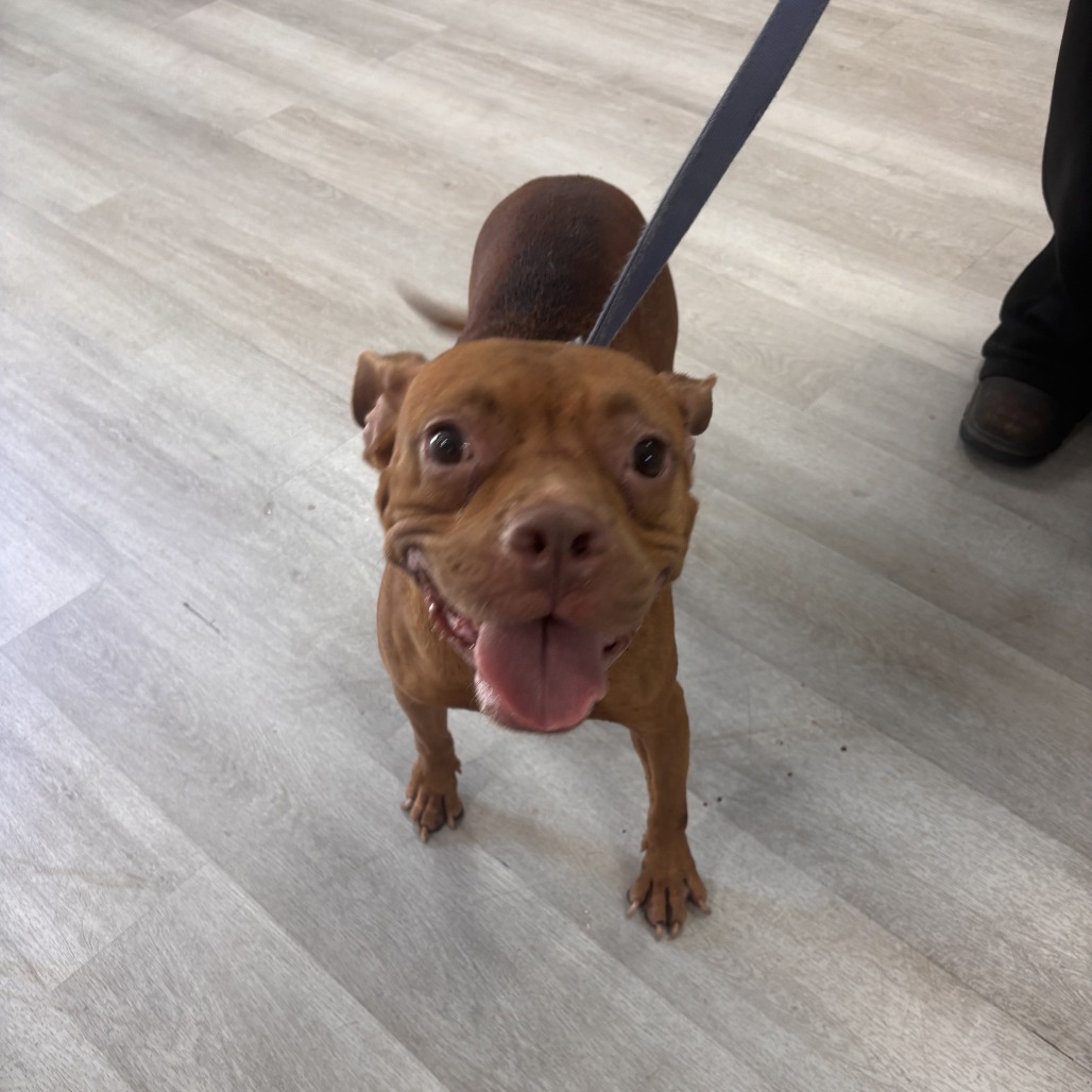 Shelter Stray Female Dog last seen , 1392 NW Shelter Gln, Lake City, FL 32055, USA
