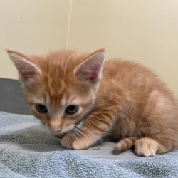 Shelter Stray Male Cat last seen , 361 S Raymond Ave, Pasadena, CA 91105, USA