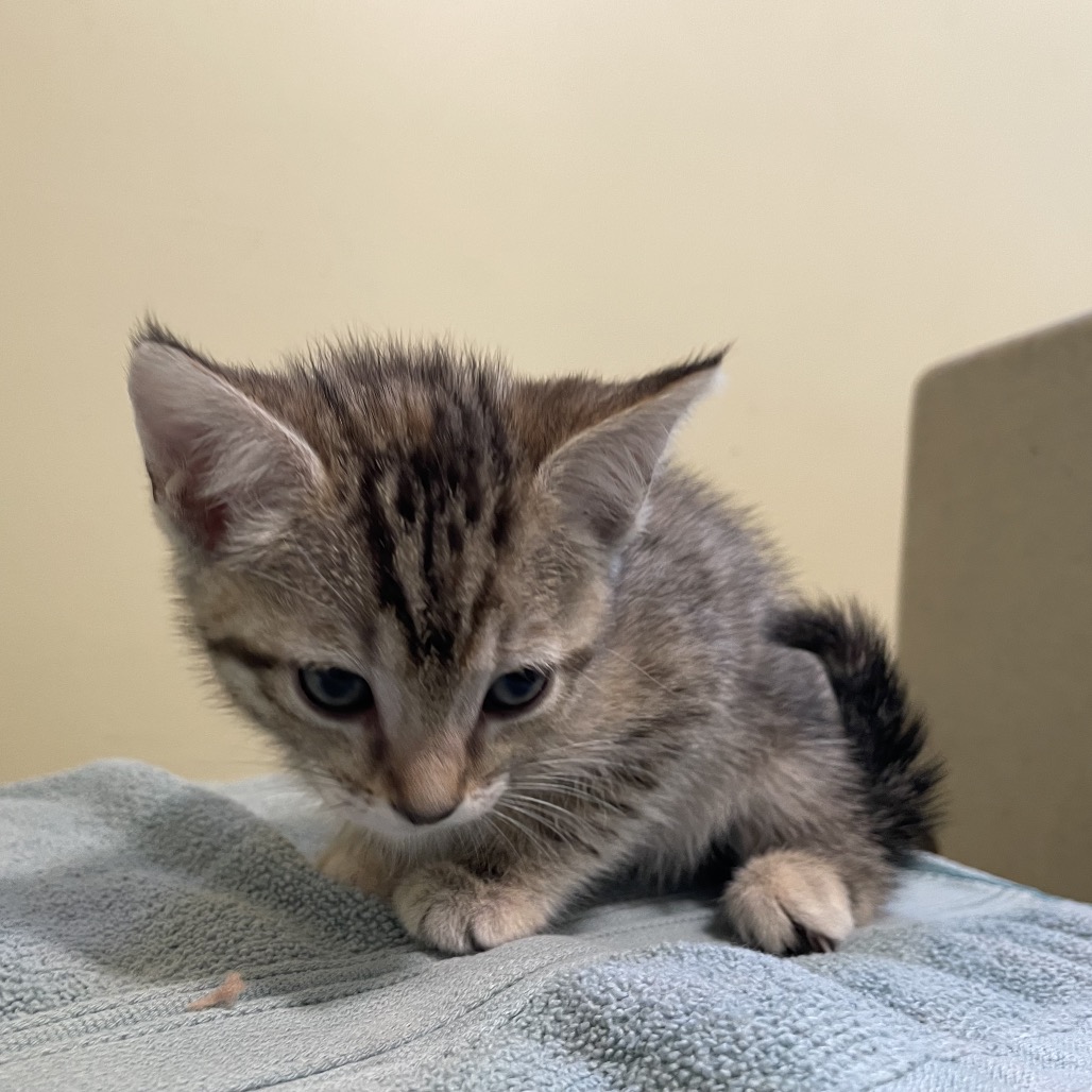 Shelter Stray Female Cat last seen , 361 S Raymond Ave, Pasadena, CA 91105, USA