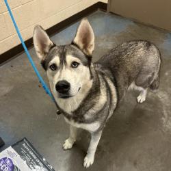 Shelter Stray Female Dog last seen , 2350 Appling City Cove, Memphis, TN 38133, USA