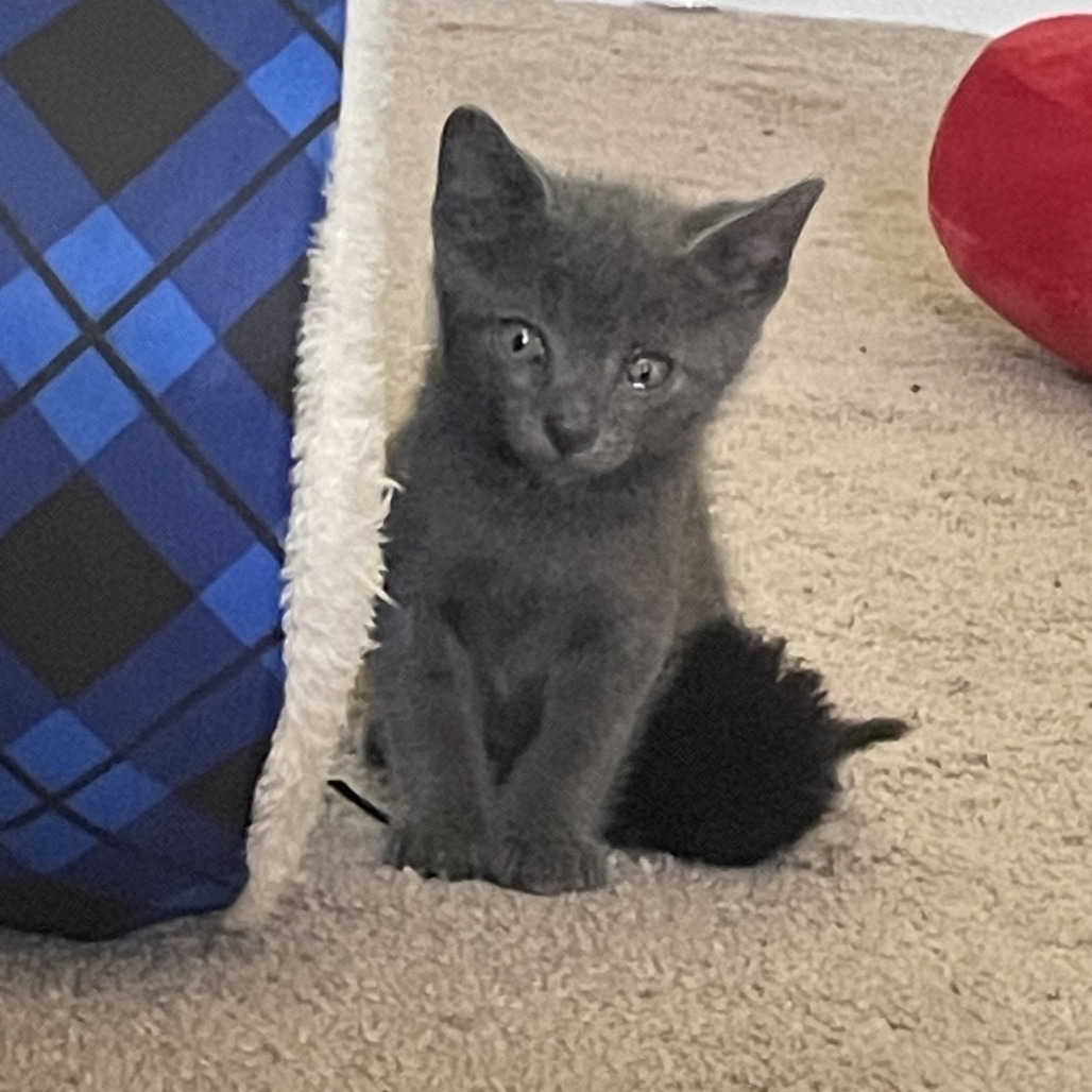 Shelter Stray Male Cat last seen , 2350 Appling City Cove, Memphis, TN 38133, USA