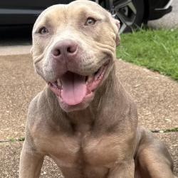 Shelter Stray Female Dog last seen , 2350 Appling City Cove, Memphis, TN 38133, USA