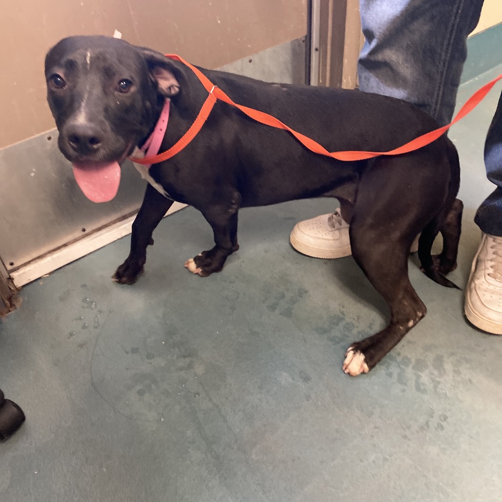 Shelter Stray Female Dog last seen , 2350 Appling City Cove, Memphis, TN 38133, USA