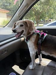 Lost Female Dog last seen Pine Tree High School, Longview, TX 75604