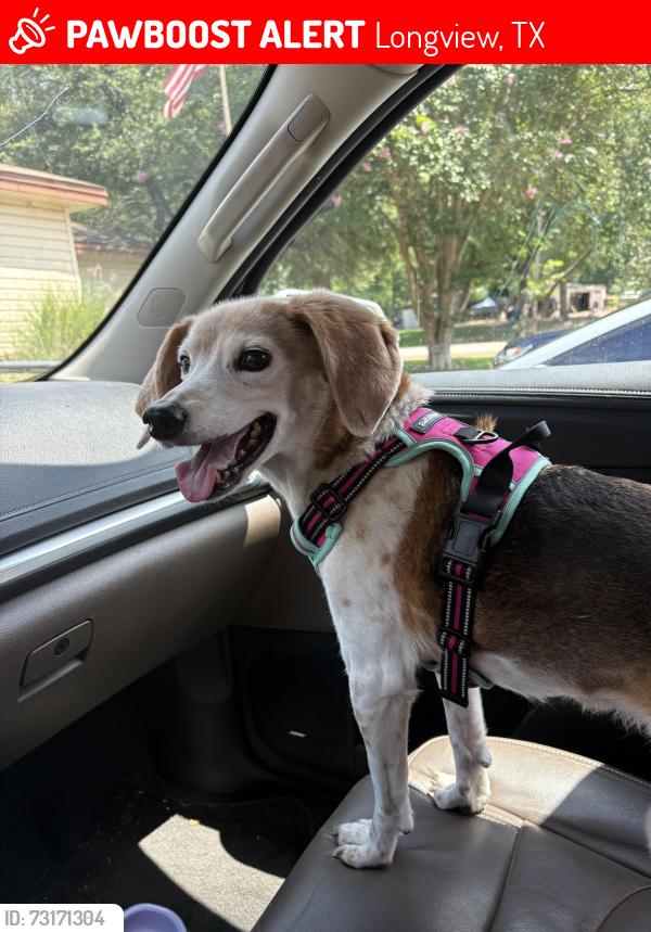 Lost Female Dog last seen Pine Tree High School, Longview, TX 75604