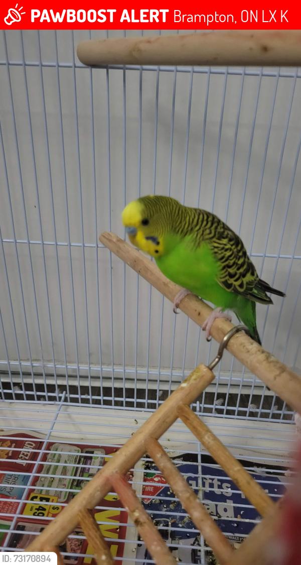 Lost Male Bird last seen Goldenlight Cir, Brampton, ON L6X 4K1