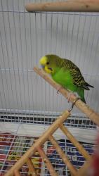 Lost Male Bird last seen Goldenlight Cir, Brampton, ON L6X 4K1