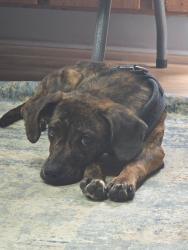 Reunited Male Dog last seen Hillside Street, Asheville, NC 28801