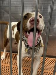 Found/Stray Male Dog last seen W. Rockspring st, Henderson, NC 27536