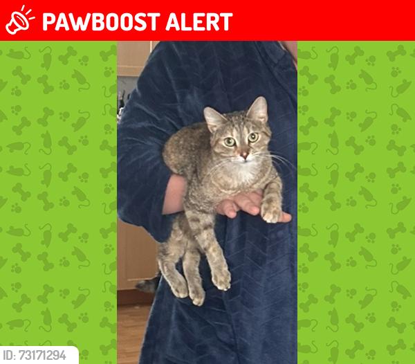 Lost Female Cat last seen Birch st Garson, Greater Sudbury, ON 