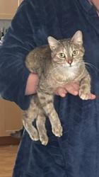 Lost Female Cat last seen Birch st Garson, Greater Sudbury, ON 