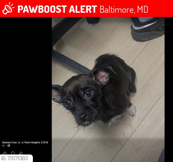 Lost Female Dog last seen Near W Rogers Avenue, Baltimore, MD 21215
