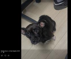 Lost Female Dog last seen Near W Rogers Avenue, Baltimore, MD 21215