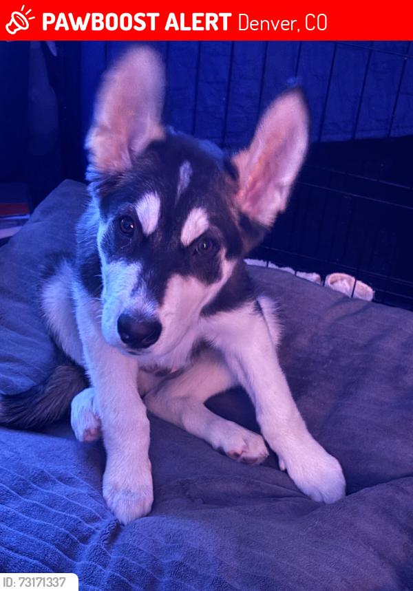 Lost Male Dog last seen Logan st 18th st, Denver, CO 80203