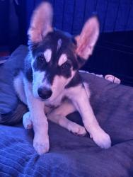 Lost Male Dog last seen Logan st 18th st, Denver, CO 80203