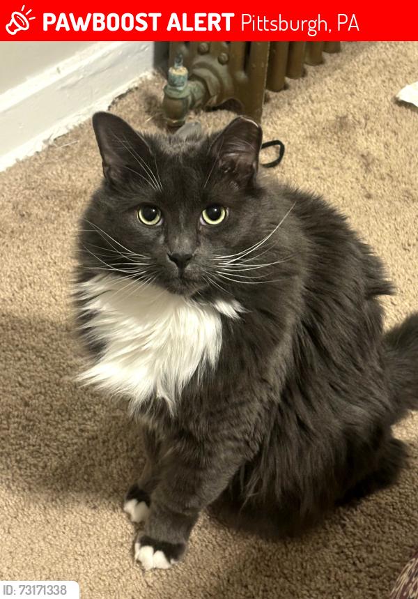 Lost Male Cat last seen Near Chislett st, Pittsburgh, PA 15206
