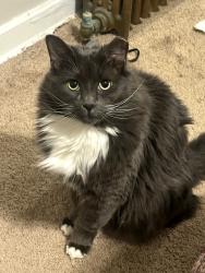 Lost Male Cat last seen Near Chislett st, Pittsburgh, PA 15206