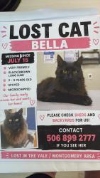 Lost Female Cat last seen Trunk rd riverview nb, Riverview, NB 