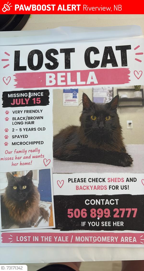 Lost Female Cat last seen Trunk rd riverview nb, Riverview, NB 