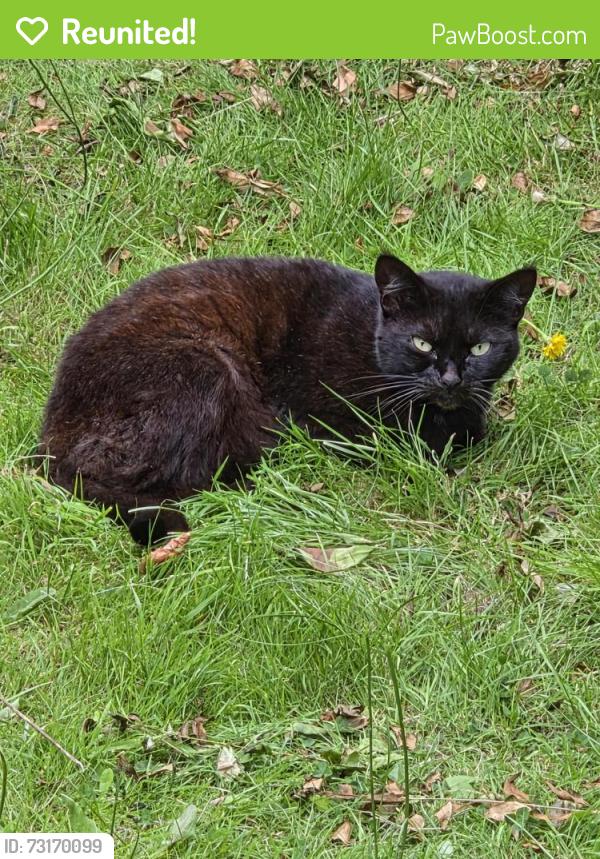 Reunited Unknown Cat last seen Dundela, Belfast, Northern Ireland 