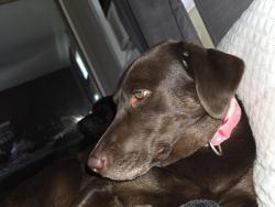 Lost Female Dog last seen Mills and Anaconda, Whittier, CA 90603