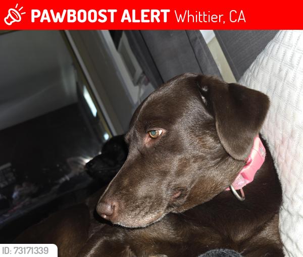 Lost Female Dog last seen Mills and Anaconda, Whittier, CA 90603