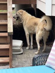 Reunited Male Dog last seen Mountain Laurel Dr, Raleigh, NC, Laurel Grove, NC 27603