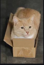 Lost Male Cat last seen Diagonally across from St Mary's Catholic Church on Hollybrook, Longview, TX 75605