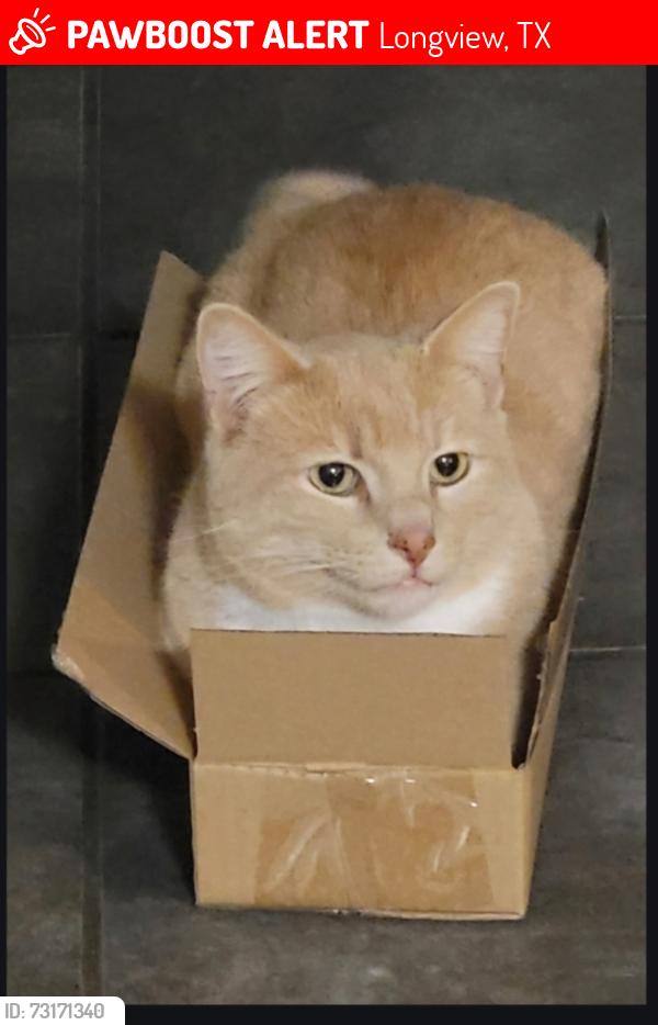 Lost Male Cat last seen Diagonally across from St Mary's Catholic Church on Hollybrook, Longview, TX 75605