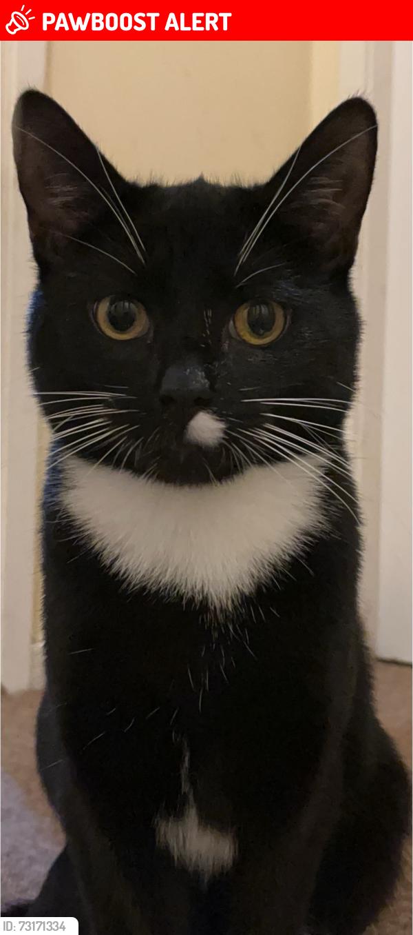 Lost Male Cat last seen Smethwick, West Midlands, England B66 4NX