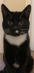 Lost Male Cat last seen Smethwick, West Midlands, England B66 4NX