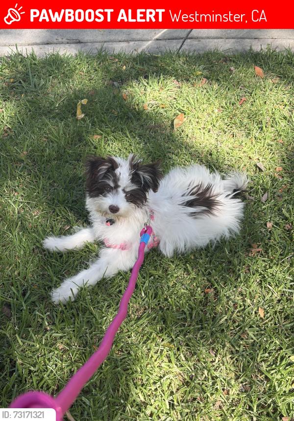 Lost Female Dog last seen Bowling green park, Westminster, CA 92683