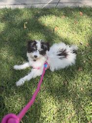 Lost Female Dog last seen Bowling green park, Westminster, CA 92683