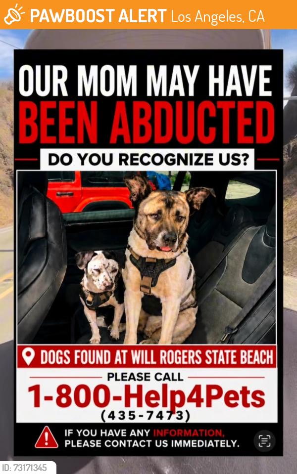 Found/Stray Female Dog last seen Will Rogers State Beach x PCH x Temescal Canyon, Los Angeles, CA 90272