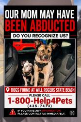 Found/Stray Female Dog last seen Will Rogers State Beach x PCH x Temescal Canyon, Los Angeles, CA 90272