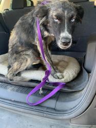 Found/Stray Male Dog last seen Near School Ave. Stockton, CA. near Grunsky Elementary School, Stockton, CA 95205