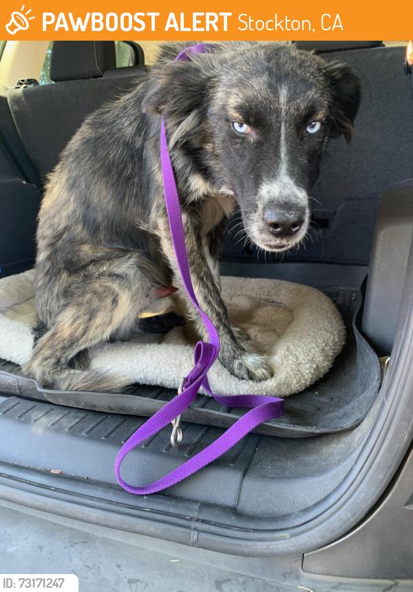 Found/Stray Male Dog last seen Near School Ave. Stockton, CA. near Grunsky Elementary School, Stockton, CA 95205