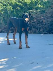 Reunited Male Dog last seen Near Rodeo Rd, Hesperia, CA 92344, USA, Hesperia, CA 92344