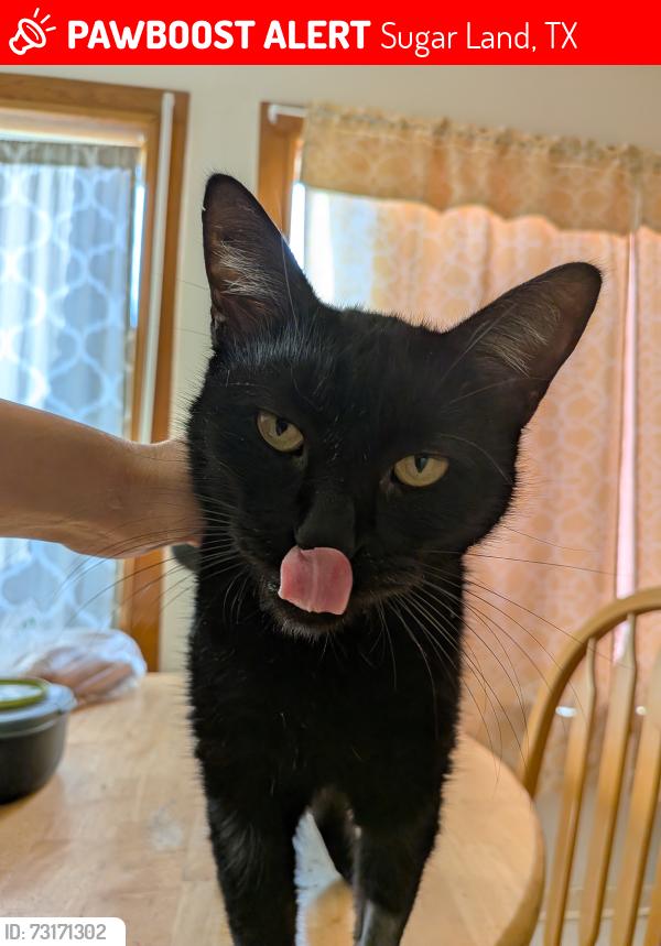Lost Male Cat last seen Chimneystone Cir, backyard, Sugar Land, TX 77479