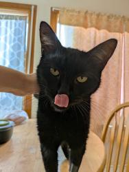 Lost Male Cat last seen Chimneystone Cir, backyard, Sugar Land, TX 77479
