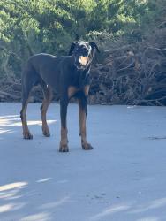 Reunited Male Dog last seen Braces st and Rodeo rd, Hesperia, CA 92344