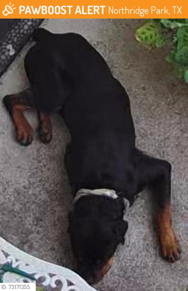 Found/Stray Female Dog last seen Bridal Ridge in front of Park, Northridge Park, TX 77073
